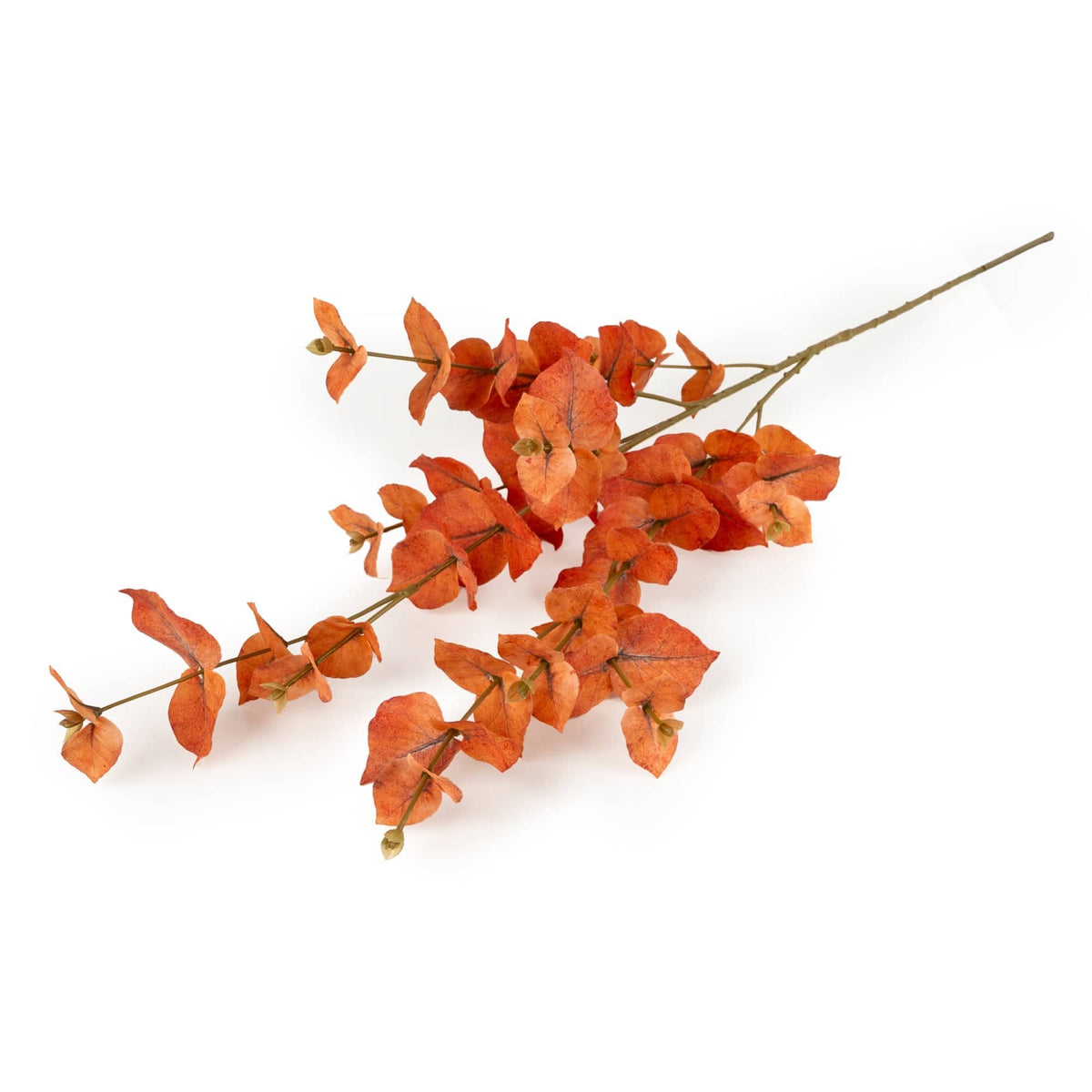 98cm Money Leaf - Cypress