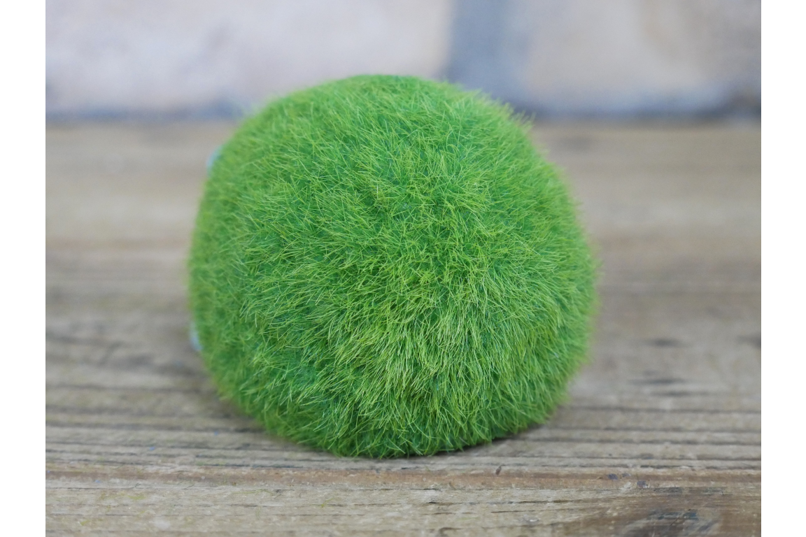 Grassy mini hedgehog indoor or outdoor