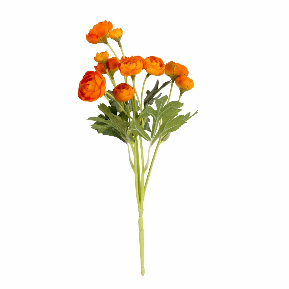 Single 8cm Mini Camellia Bush - Orange