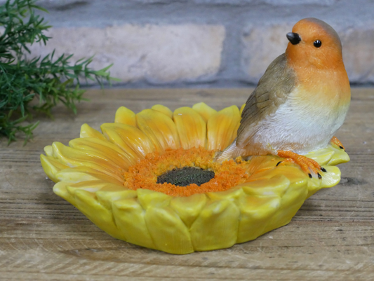 Robin on sunflower bird feeder outdoor or indoor