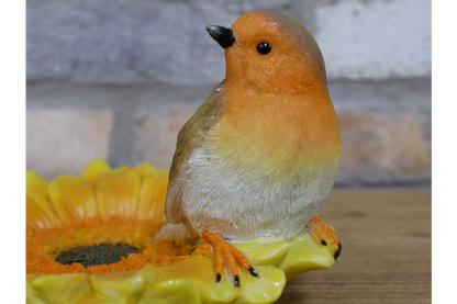 Robin on sunflower bird feeder outdoor or indoor