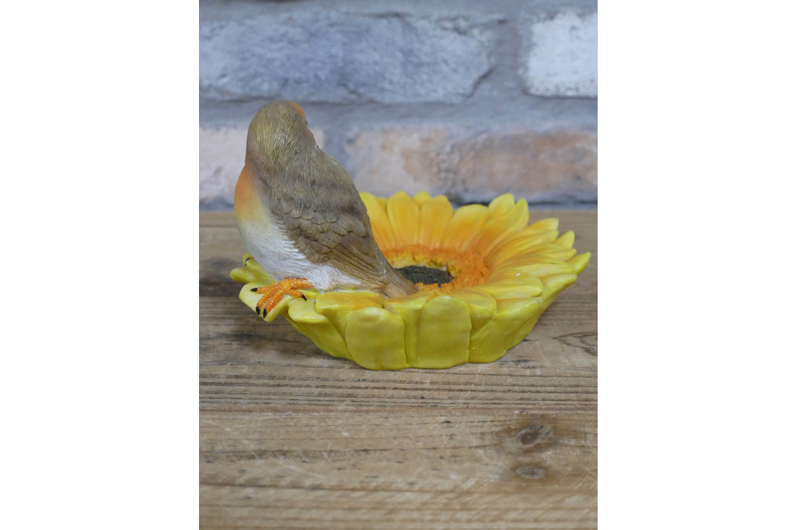 Robin on sunflower bird feeder outdoor or indoor
