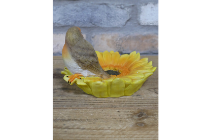 Robin on sunflower bird feeder outdoor or indoor