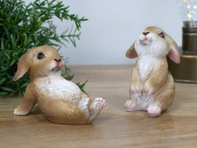 Pair of playful bunny rabbits indoor or outdoor