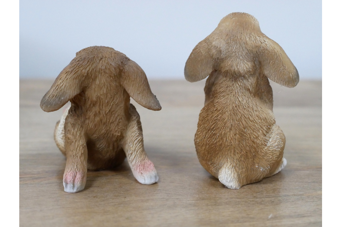Pair of playful bunny rabbits indoor or outdoor
