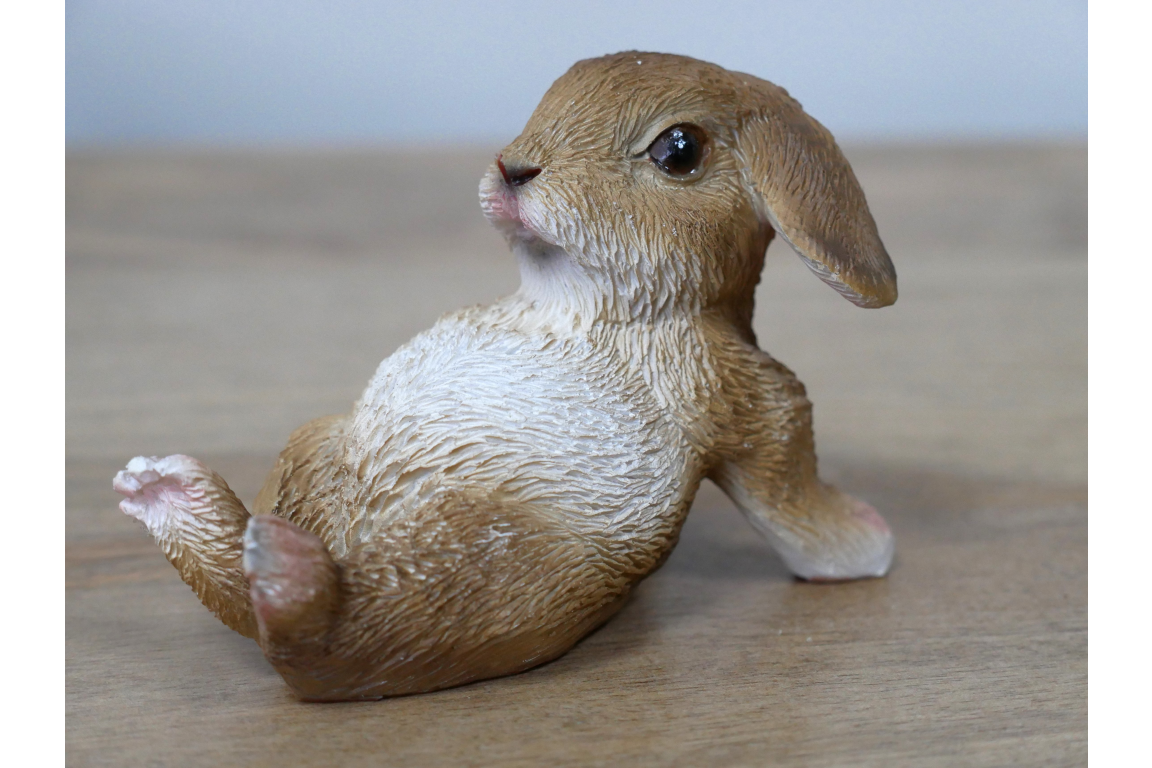 Pair of playful bunny rabbits indoor or outdoor