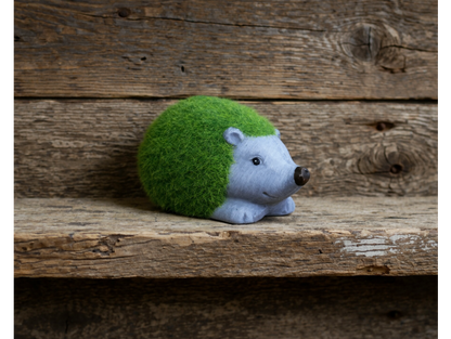 Grassy mini hedgehog indoor or outdoor