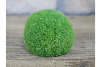 Grassy mini hedgehog indoor or outdoor