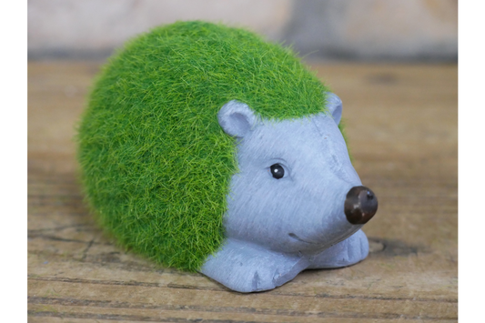 Grassy mini hedgehog indoor or outdoor