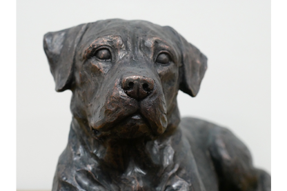 Labrador statue for indoor or outdoor